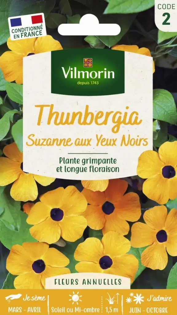 Suzanne Aux Yeux Noirs Thunbergia Alata (Vilm)