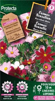 Cosmos sensation varié ( Protecta B )