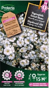Gypsophile Géant blanc ( Protecta B )