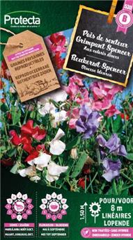 Pois de senteur Grimpant Spencer ( Protecta B )