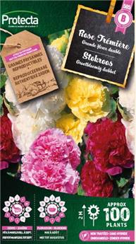 Rose Tremière double grande variée ( Protecta B )