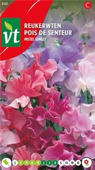 Pois De Senteur Pastel Mix (VT)