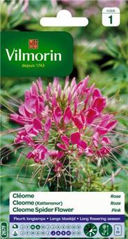 Cléome Rose (Vilm)