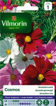 Cosmos Sensation Varié  (Vilm)