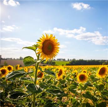 Soleil Géant simple jaune ( Protecta A )