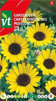 Chrysantheme des moissons jaune (VT)