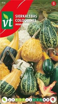 Coloquinte Indian Summer Mix (VT)