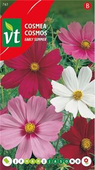 Cosmos Early Summer Varie (VT)