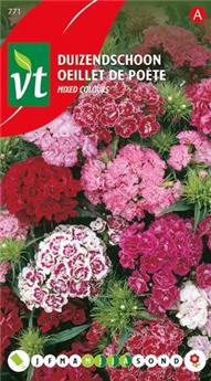 Oeillet De Poete Double (VT)