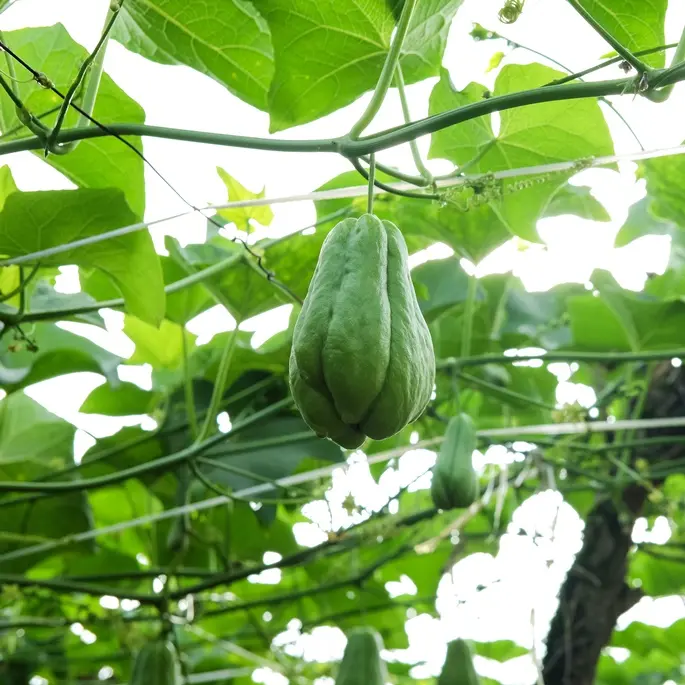 Christophine 1 Plant