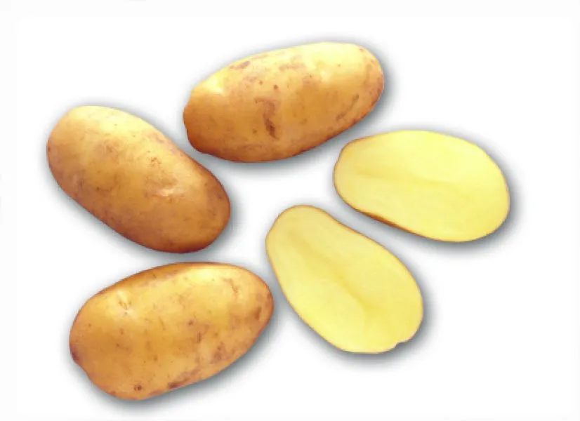 PDT Nicola 3Kg Mi-TardiveCal 28 35