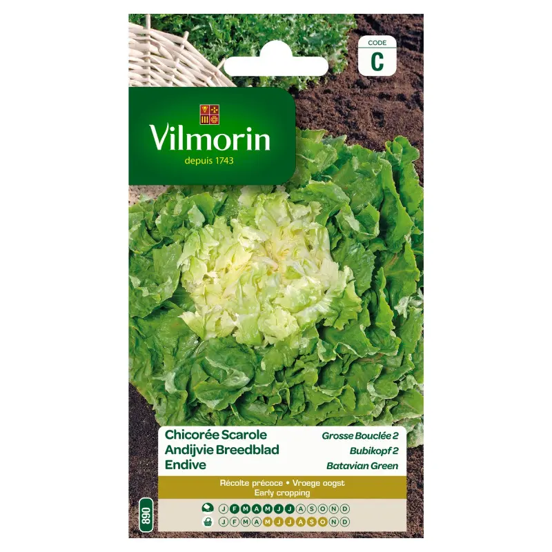 Chicorée Scarole Grosse Bouclée 2 (Vilm)