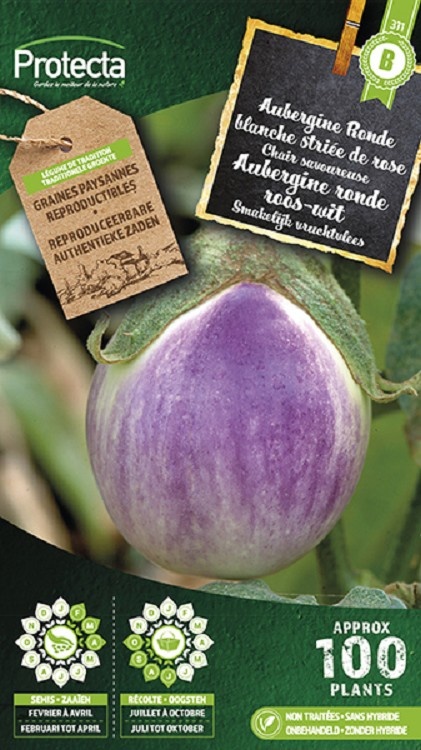 Aubergine Ronde blanche striée de rose ( Protecta B )