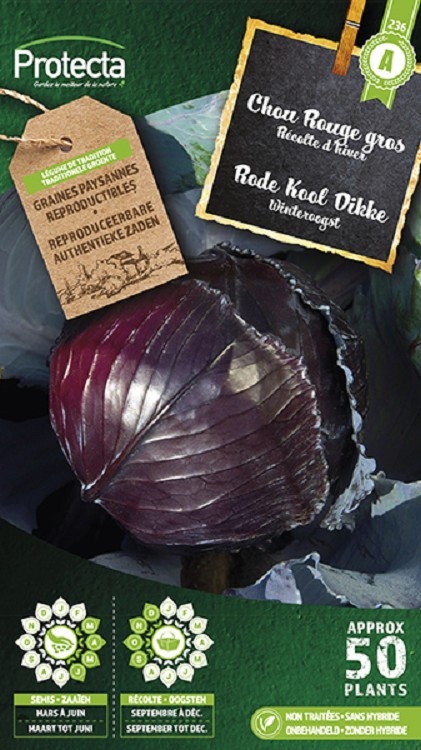 Chou rouge gros BIO-01 (Protecta)