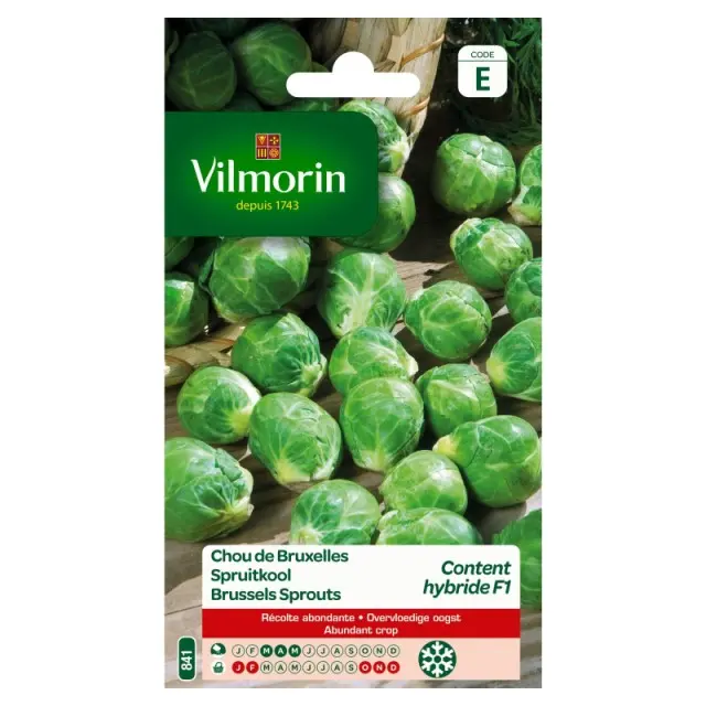Chou De Bruxelles Content Hyb. F1 (Vilm)