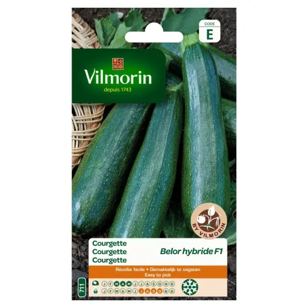 Courgette Bélor Hf1 (Vilm)