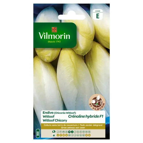 Endive Witloof Crenoline Hf1  (Vilm)