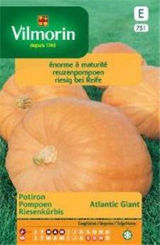 Potiron Atlantic Giant  (Vilm)
