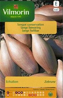 Echalion Zebrune  (Vilm)