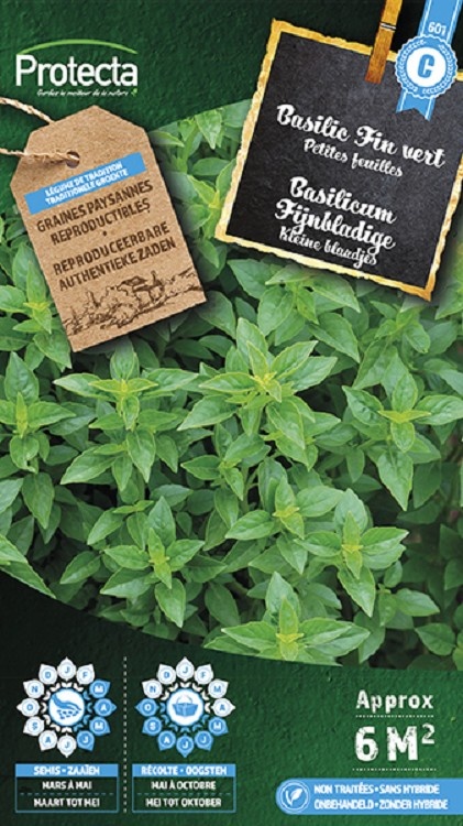 Basilic Fin vert Nain Compact ( Protecta C )