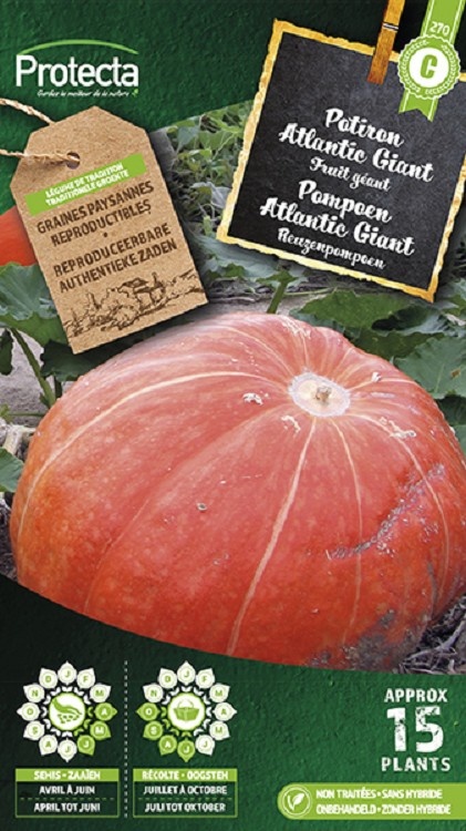 Potiron Atlantic Giant ( Protecta C )