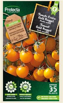 Tomate Cerise Gold Nugget ( Protecta C )