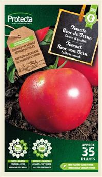 Tomate rose de Berne ( Protecta C )