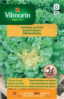 Chicorée Scarole Géante Maraîchère Race Salanca (Vilm)