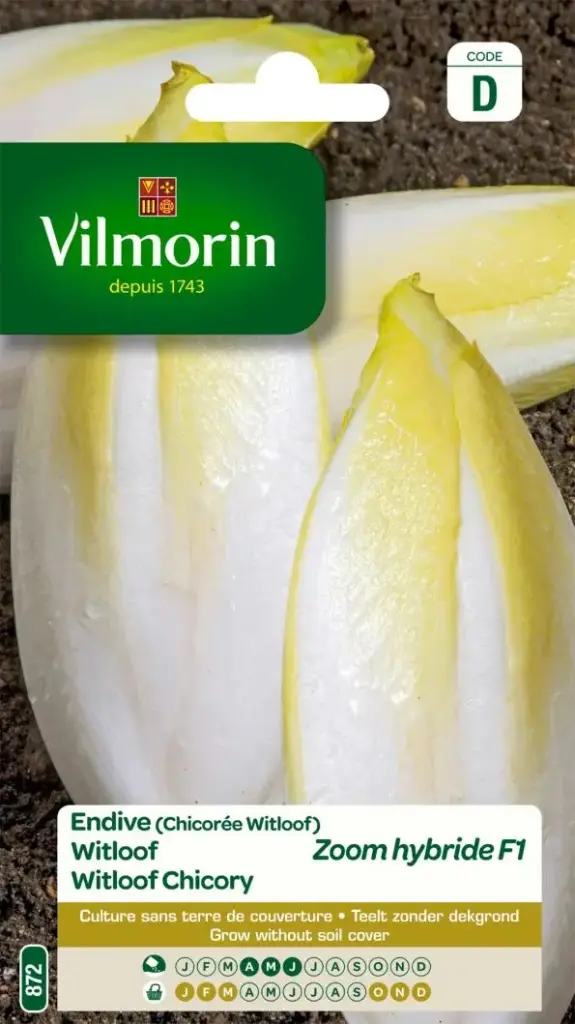 Endive Witloof Zoom Hf1  (Vilm)