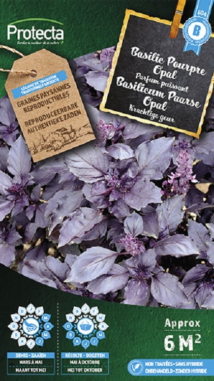 Basilic Pourpre Opal ( Protecta B )