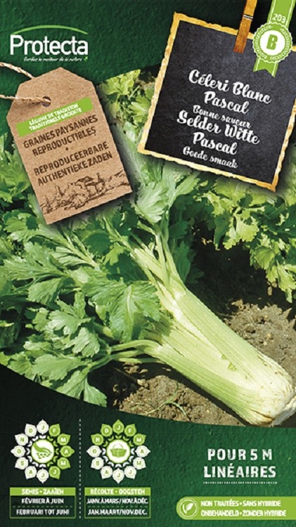 Céleri Branche plein blanc Pascal ( Protecta B )