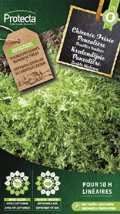 Chicorée frisée Pancalière ( Protecta B )