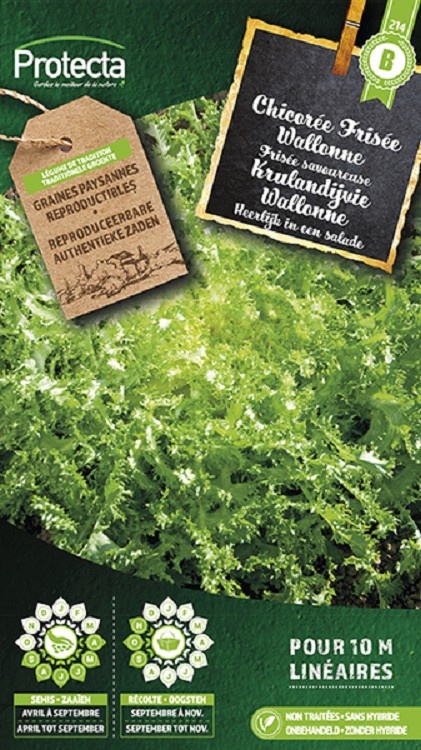 Chicorée frisée Wallonne ( Protecta B )