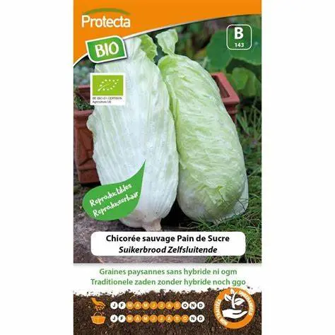 Chicorée sauvage Pain de Sucre FR-BIO-15 ( Protecta B )