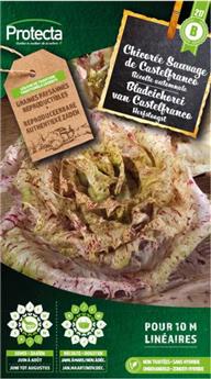 Chicorée sauvage striée de Castelfranco ( Protecta B )