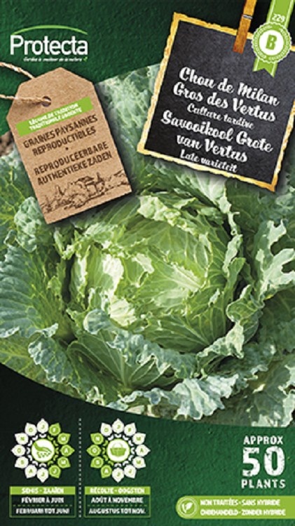 Chou de Milan Gros des Vertus ( Protecta B )