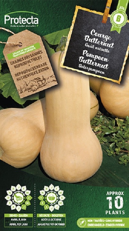 Courge musquée Butternut ( Protecta B )