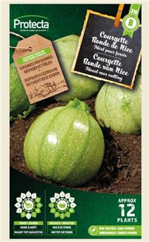 Courgette de Nice à fruit rond ( Protecta B )