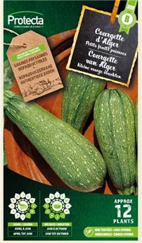 Courgette petite verte d´Alger ( Protecta B )