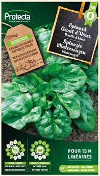 Epinard Géant d´hiver XXL ( Protecta B )