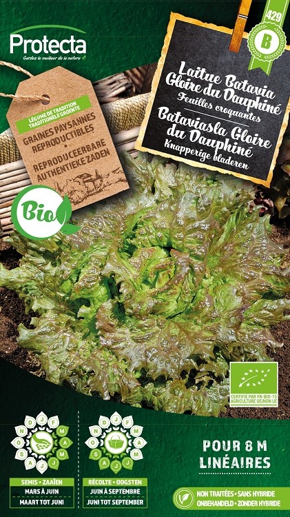 Laitue Batavia Gloire du Dauphiné FR-BIO-15 ( Protecta B )