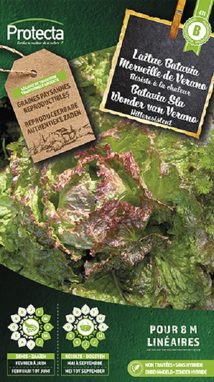Laitue Batavia Merveille de Verano ( Protecta B )