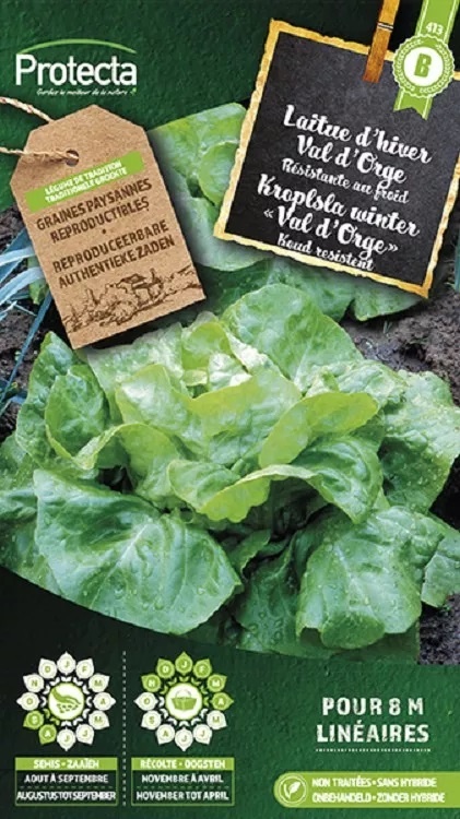 Laitue Pommée d´hiver Val d´Orge ( Protecta B )