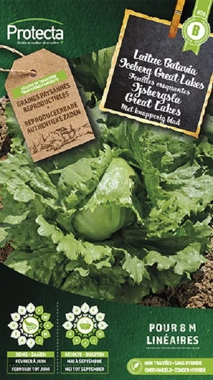 Laitue Batavia Iceberg Great Lakes ( Protecta B )