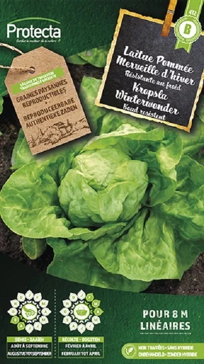 Laitue Pommée Merveille d´hiver ( Protecta B )