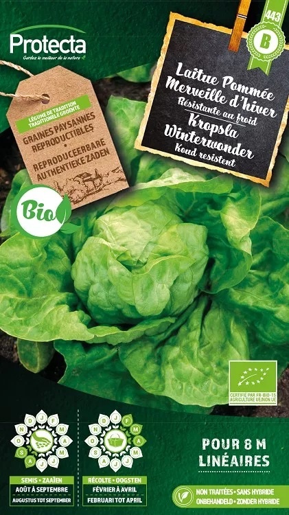 Laitue Pommée Merveille d´hiver FR-BIO-15 ( Protecta B )