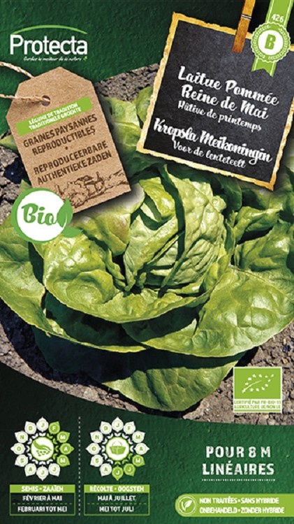 Laitue Pommée Reine de Mai de Pleine Terre FR-BIO-15 ( Protecta B )