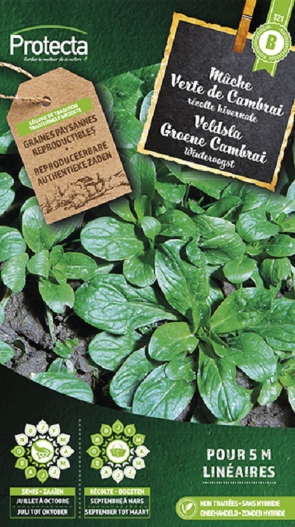 Mâche Verte de Cambrai  ( Protecta B )
