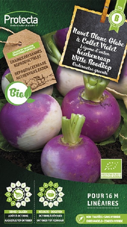 Navet Blanc Globe à Collet Violet BIO-01 ( Protecta B )