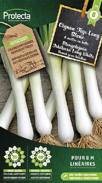 Oignon Cébette Ishikura Long White ( Protecta B )